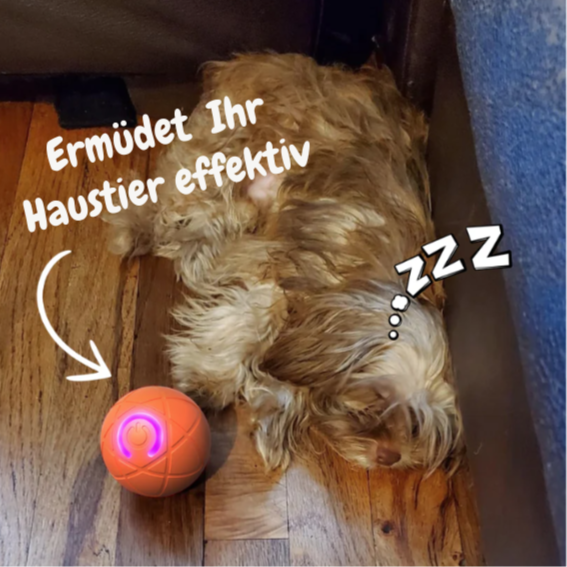 HüpfBall für Katzen🐱 & Hunde🐶