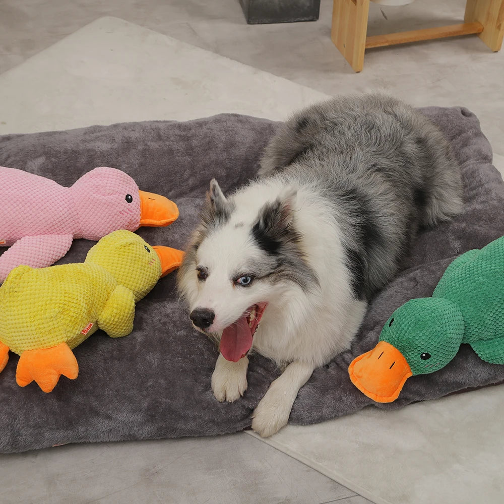Wuff Duck - Entspannendes Spiel für Hunde