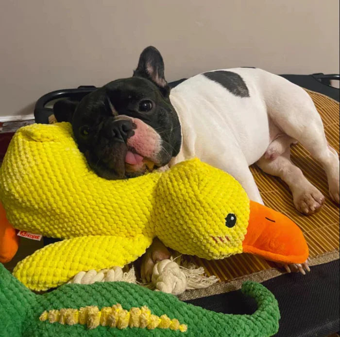 Wuff Duck - Entspannendes Spiel für Hunde