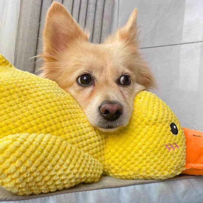 Wuff Duck - Entspannendes Spiel für Hunde