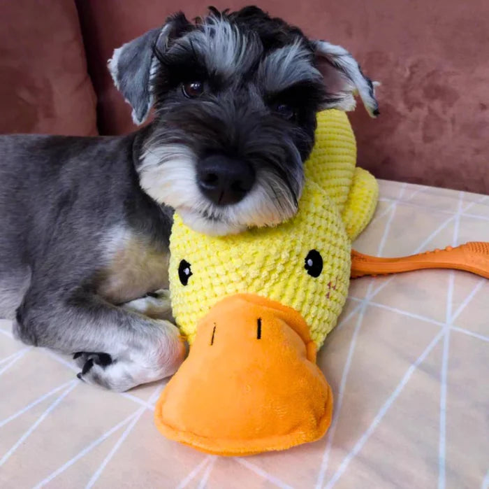 Wuff Duck - Entspannendes Spiel für Hunde