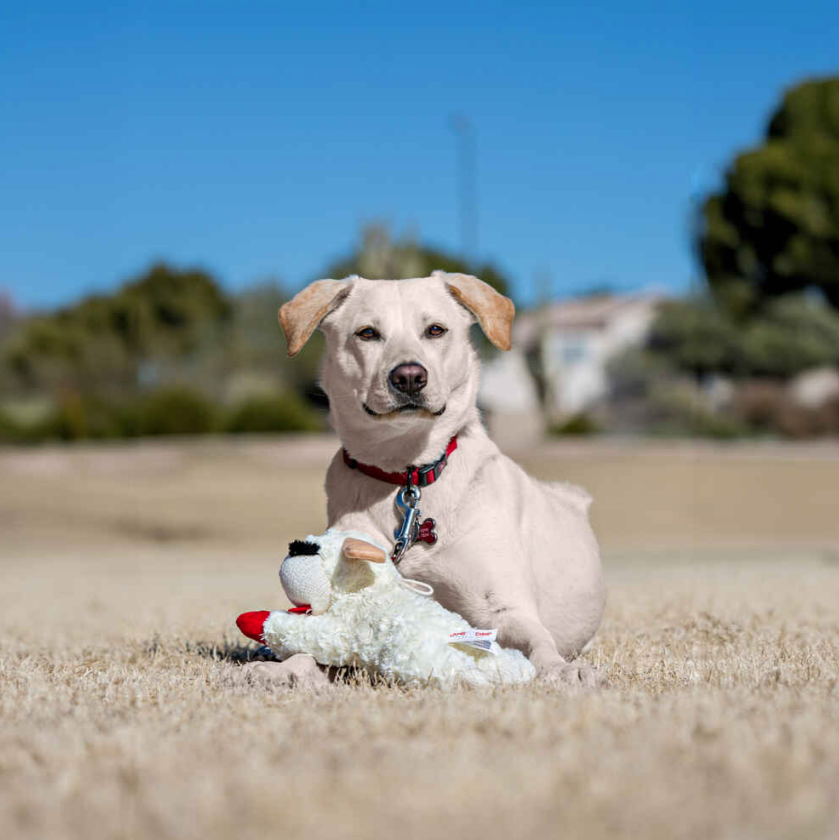 Lamb Chop - Kuschelfreund für Ihren Hund